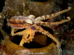 Mototi Octopus by Twila Grower 